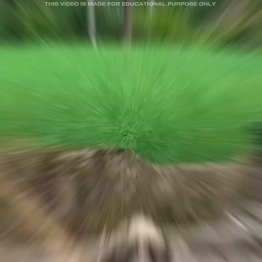 Traditional Paper Making Process 😱 #facts #shorts #amazingfacts #trending | Manish Kumar