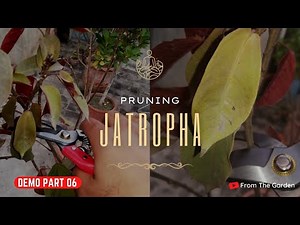 How to Prune Jatropha Plant | Winter Pruning Series Jan 2023 | From The Garden