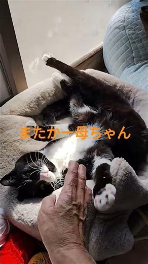 ゆっくり寝てられない #ジジネコ #猫のいる暮らし
