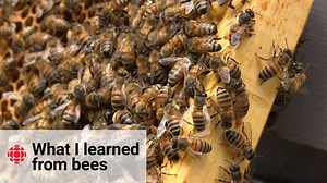 2.1K views · 48 reactions | WATCH/LISTEN: Life lessons from bees TUNE IN: DNTO airs Saturdays at 1:30 pm and Tuesdays at 2 pm on CBC Radio One | cbc.ca/1.3084429 | CBC Radio | Facebook