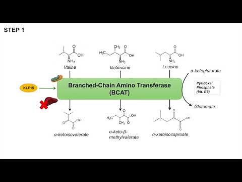 Branched Chain Amino Acid Metabolism | BCAA Catabolism | Pathway and Regulation