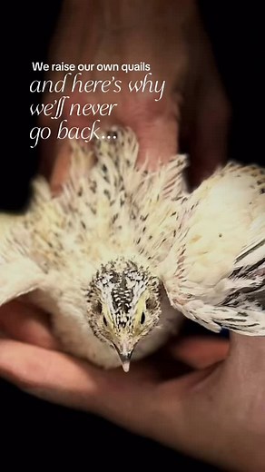 We raise our own quails, and here’s why we’ll never go back. Each of these tiny eggs holds big power, packed with more protein, iron, and vitamins than a chicken egg, and easier to digest too. They’re fresh, clean, and come straight from our farm to your plate, every breakfast, every biscuit, every bite made from scratch. 🍳✨ Once you taste the difference, there’s no going back. 📍 The Quail Shack | Downtown Cleburne, TX #TheQuailShack #CleburneTX #FarmToTable #FromScratchCooking #QuailEggs #Hea