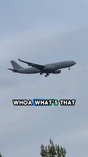 Cute dog plane spotting! #raf #pets #jets #planes #dogpark #puppy | Dan Brown