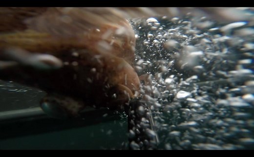 345 reactions · 199 shares | Deepwater release saves rockfish. We attached a camera to a deepwater release device and sent this Quillback rockfish home. The release device is set to open at a depth of 100 feet. Watch the fish recompress as it is carried down through the water column. More on deepwater release and rockfish conservation: www.adfg.alaska.gov/rockfish | Alaska Department of Fish and Game - Official | Facebook