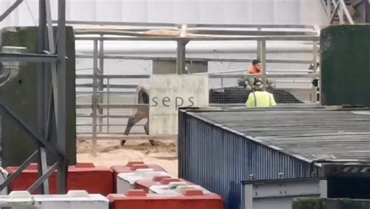 These young heifers are now on their way to Algeria - the Alondra left at 17:30 this afternoon. They will be at sea for five days, but that isn't the worst of it... | Ethical Farming Ireland