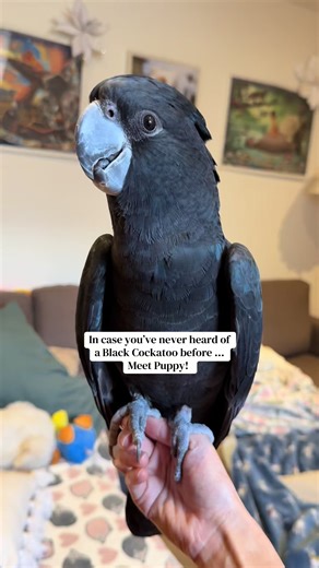 Meet Puppy the Black Cockatoo! 😄🖤 #cockatoo #blackcockatoo #cockatoosoftik #cockatoolife #redtailedblackcockatoo