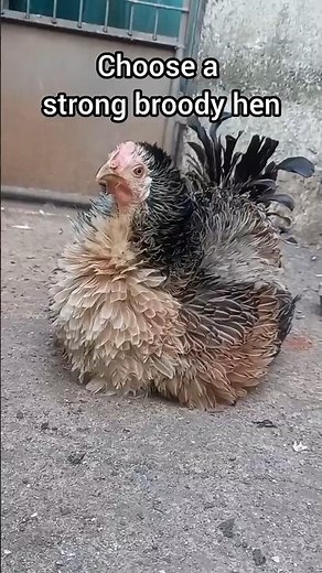 100% Egg Hatching Without Incubator 🐣 #chicken #naturalfarming #poultrytips