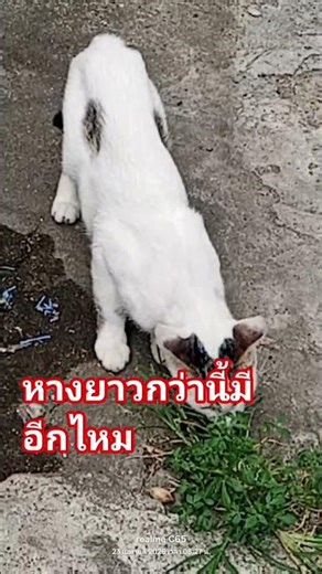 Cat's Four-Legged Radio Antenna