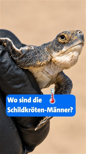 Sterben männliche Schildkröten aus? 🐢