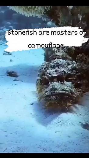 12K views · 27 reactions | Stonefishes are widely recognized as the most venomous fish in the world. Their venom, released through spines on their dorsal fins, is incredibly potent and can cause severe pain, paralysis, tissue death, and even death if left untreated. | Fishing World Tv | Facebook