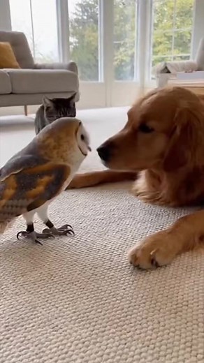 Friendship level: Owl, cat, and dog chaos. #owl #cat #dog #playing #friendship | The Owl Top