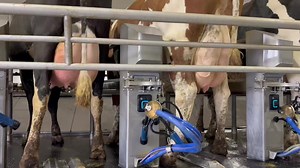 90K views · 1K reactions | This pen of 500 breeding cows at county line dairy will be milked in about an hour Delaval’s E 500 parlor and a great team make this happen | Drumgoon Dairy | Facebook