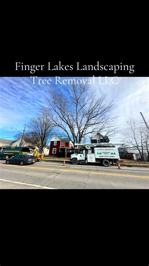 Expert Tree Removal Services in Upstate NY