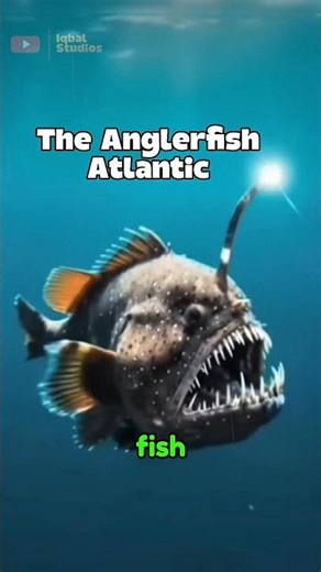 the anglerfish for atlantic #animal #sea #shorts #reels