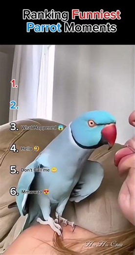 Ranking Funniest Parrot Moments 😂
