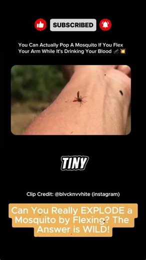 Can You Really EXPLODE a Mosquito by Flexing? The Answer is WILD! #Mosquito #viralshorts #funny
