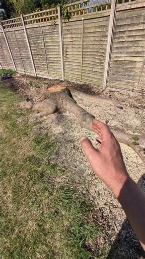 Badass tree stump removal!
