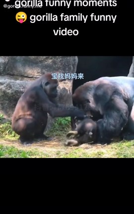 Gorilla Family's Funniest Moments Captured on Video