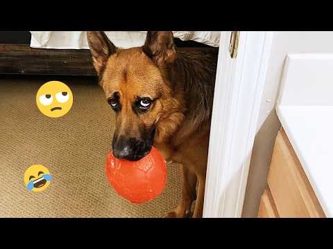 Funny Dogs Compilation – Best Dog Videos 2025 🐕🤣 #89