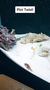 #saltwateraquarium #pufferfish #tucanaquatics #tucan #fyp #mantisshrimp | Mantis Shrimp