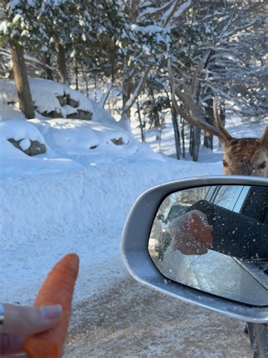 Turismo no Canadá | Leila Diniz 🇨🇦🇧🇷 on Instagram: "🦬❄️ Parc Omega: um dos passeios mais impressionantes perto de Montreal O Parc Omega não é um zoológico. É uma experiência imersiva na natureza canadense, onde você percorre o parque de carro e vê animais como alces, bisões, cervos, lobos e javalis em seu habitat natural — muitos deles bem de perto. Um verdadeiro Safári Canadense. É um passeio perfeito para quem visita Montreal e região e quer viver algo diferente, especialmente no outono e
