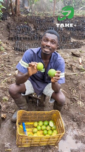 Si tu veux réussir la culture des citrons MAYER, alors je te conseille d'éviter cette erreur et de regarder cette vidéo rapidement pour t'inspirer 🌱✊ | TAKE PLUS