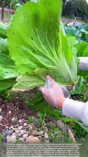 Harvesting vegetables #relaxing #satisfying #farming #agriculture
