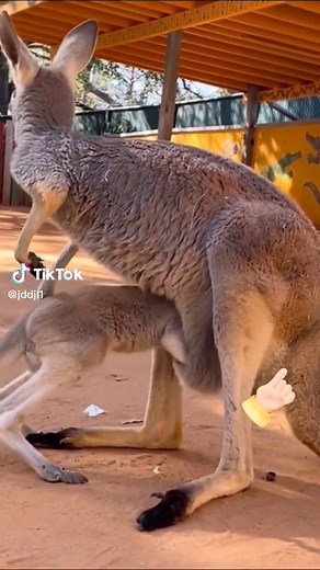 Kangaroo Interactions: Adult and Joey in Nature