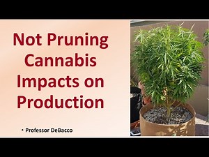Not Pruning Cannabis Impacts on Production