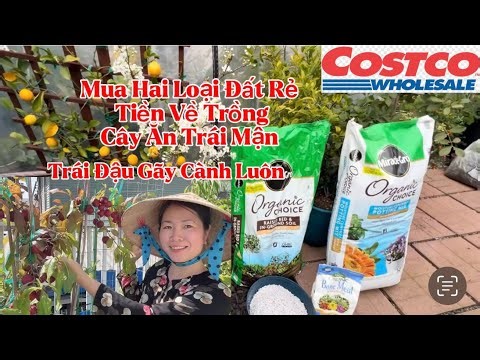 Costco bought two types of soil to grow plums; the fruit trees bore fruit and broke branches.