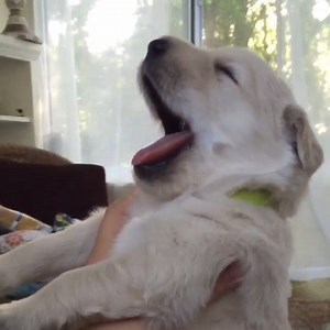 3.5K reactions · 1.1K shares | The cutest howl you've ever heard. via instagram.com/tucker_marlo/ SUBSCRIBE ON YOUTUBE: www.youtube.com/barkbox | BARK | Facebook