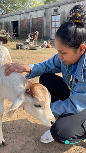 On screen Modi also loves cows 🐄🤓 Ghar na naya mehmaan kya naam rakhein? | Ashish Sharma