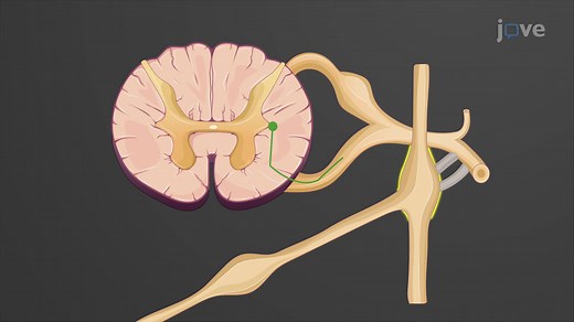 Video: Sympathetic Pathways: Sympathetic Chain Ganglia