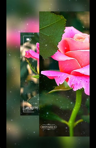 5 comments |  Rose ‘Miss Piggy’ : Location Chiang Mai Thailand ...