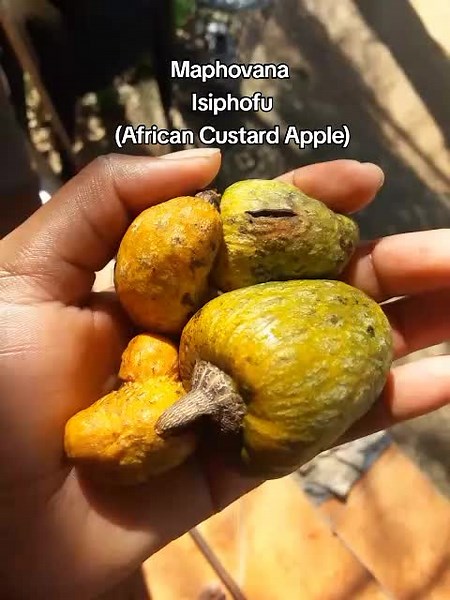 Discover the Wild African Apple: Maphovana & Isiphofu
