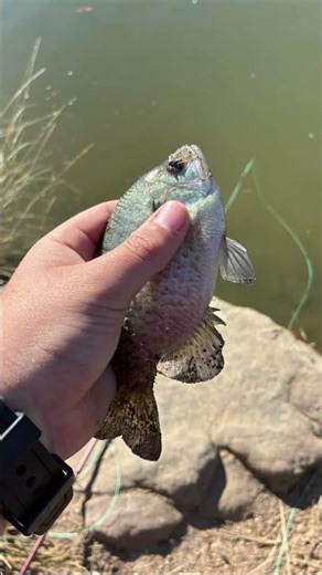 An Amazing Bluegigi edit. #remix