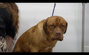 307K views · 17K reactions | Powerful French Mastiff with an adorable pouting face | Girl With The Dogs | Facebook
