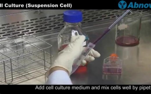 细胞培养 （悬浮细胞）Cell Culture (Suspension Cell)