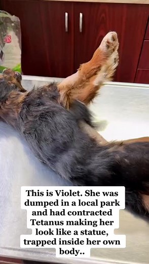 Alice Love Dogs on Reels