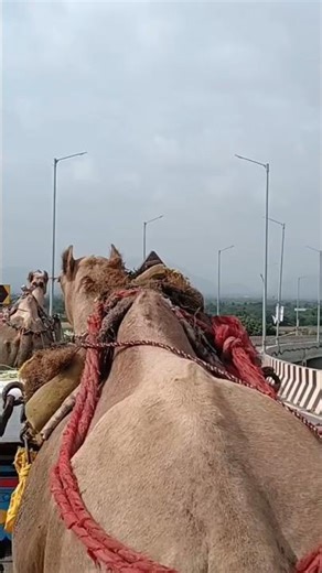 गांव #camel #villagelife #animals #desertvillagelife #rajasthani