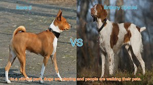 Basenji vs. Brittany Spaniel: A Comparison of Two Unique Dog Breeds