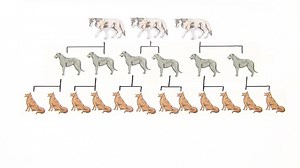 Der Hund als Zuchttier | sofatutor.com