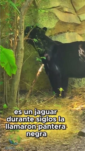 La Pantera Negra Real: El Felino Más Misterioso del Mundo