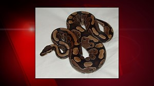 4-foot python that attacked dog in Mishicot still loose