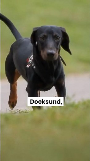DACHSHUND ONCE GREAT HUNTERS
