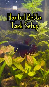 Low tech planted betta tank.🥰 #fyp #aquaticplants #aquascape | GuppyKoi