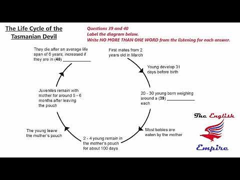 IELTS Listening Diagram with Answers - The Life Cycle of the Tasmanian Devil