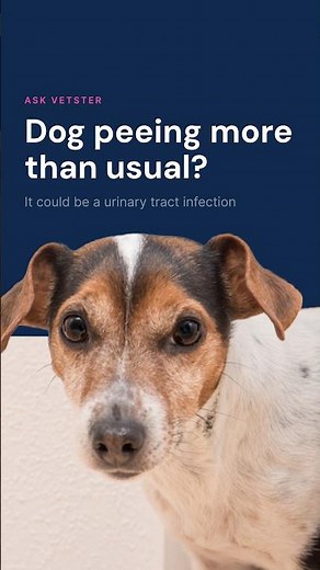 Dog Peeing a Lot in Small Amounts? UTI Signs