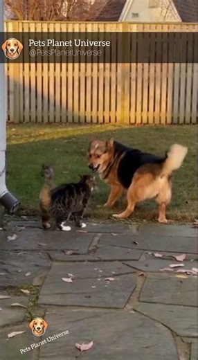 Dog Dodges Cat Attack! Intense Close-Range Cat and Dog Encounter