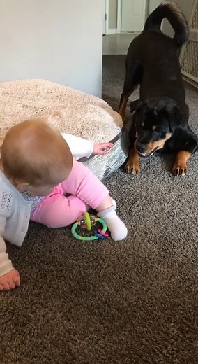 156K views · 2.9K reactions | Baby rottie playing with baby Colbie #rottweiler #dogsofinstagram #dog #rottweilers #rottie #rottweilersofinstagram #dogs #rottweilerpuppy #puppy #instagram #rottweilerlove #of #rottiesofinstagram #pitbull #doberman #rottweilerworld #rottielove #puppiesofinstagram #dogoftheday #puppylove #rottweilerfans #dogstagram #puppies #canecorso #love #rottweilerlife #k #doglovers #doglover #germanshepherd | Dozer and Lilah. | Facebook